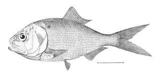 Illustration for article titled What Do Fertilizer, Omega-3 Pills, and Pig Feed Have in Common? A Fish